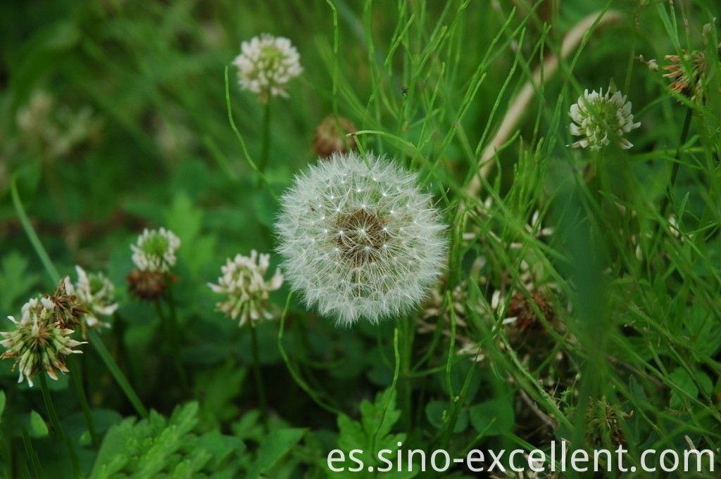 Diente de león Dandelion